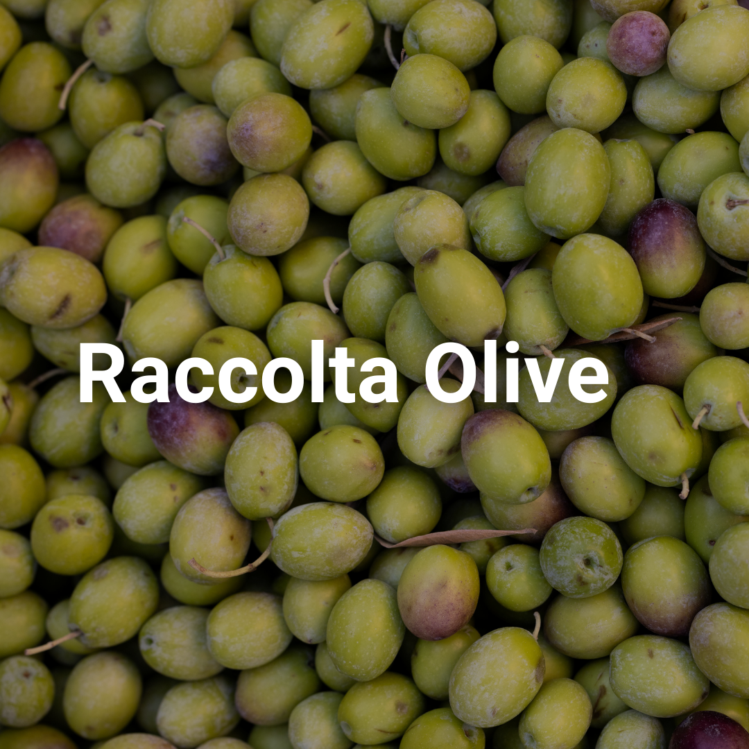Raccolta Olive